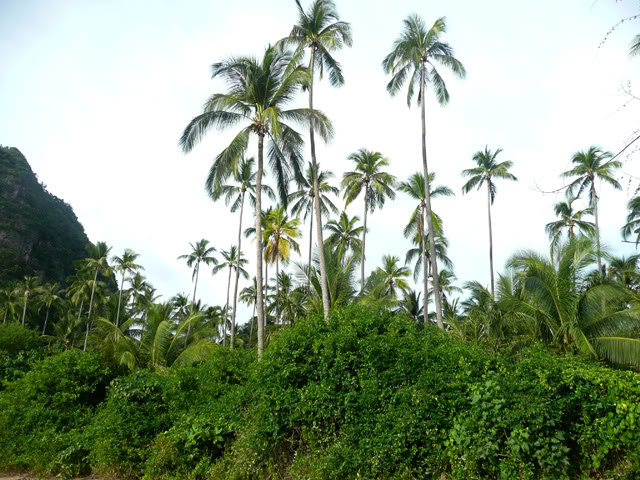palms