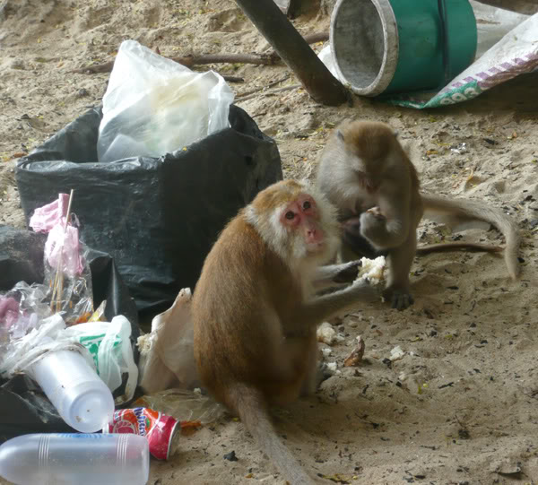 monkeys