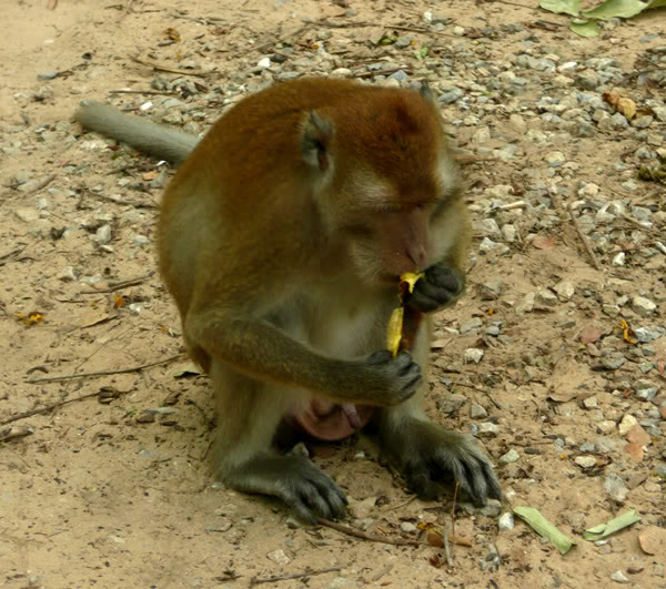 monkey