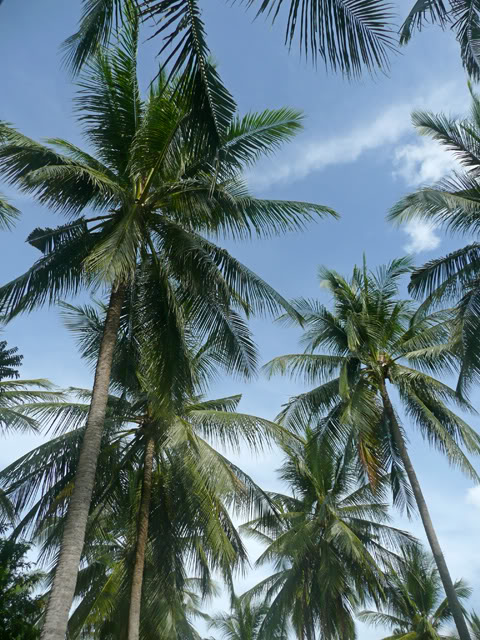 palms