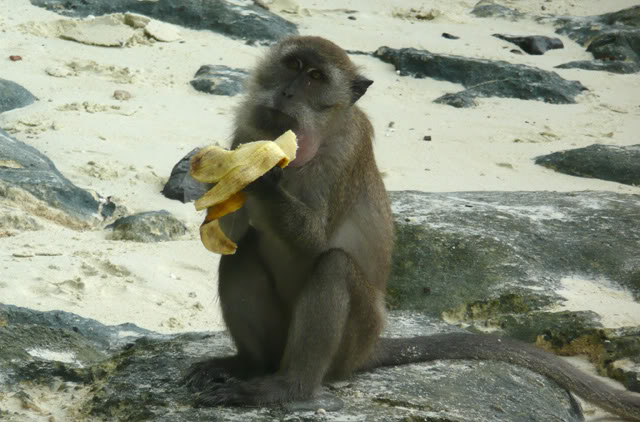 monkey