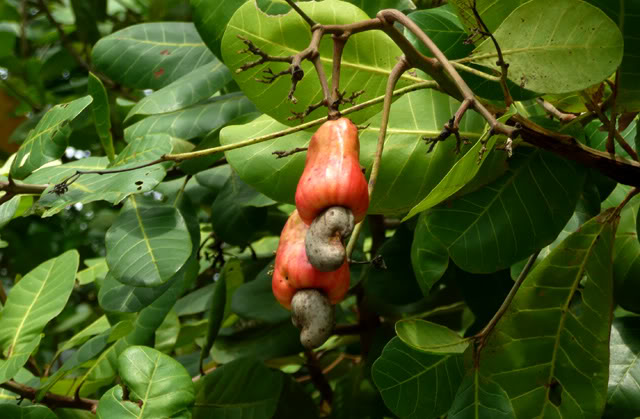 cashew