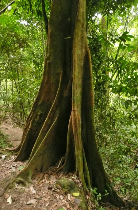 jungle_tree